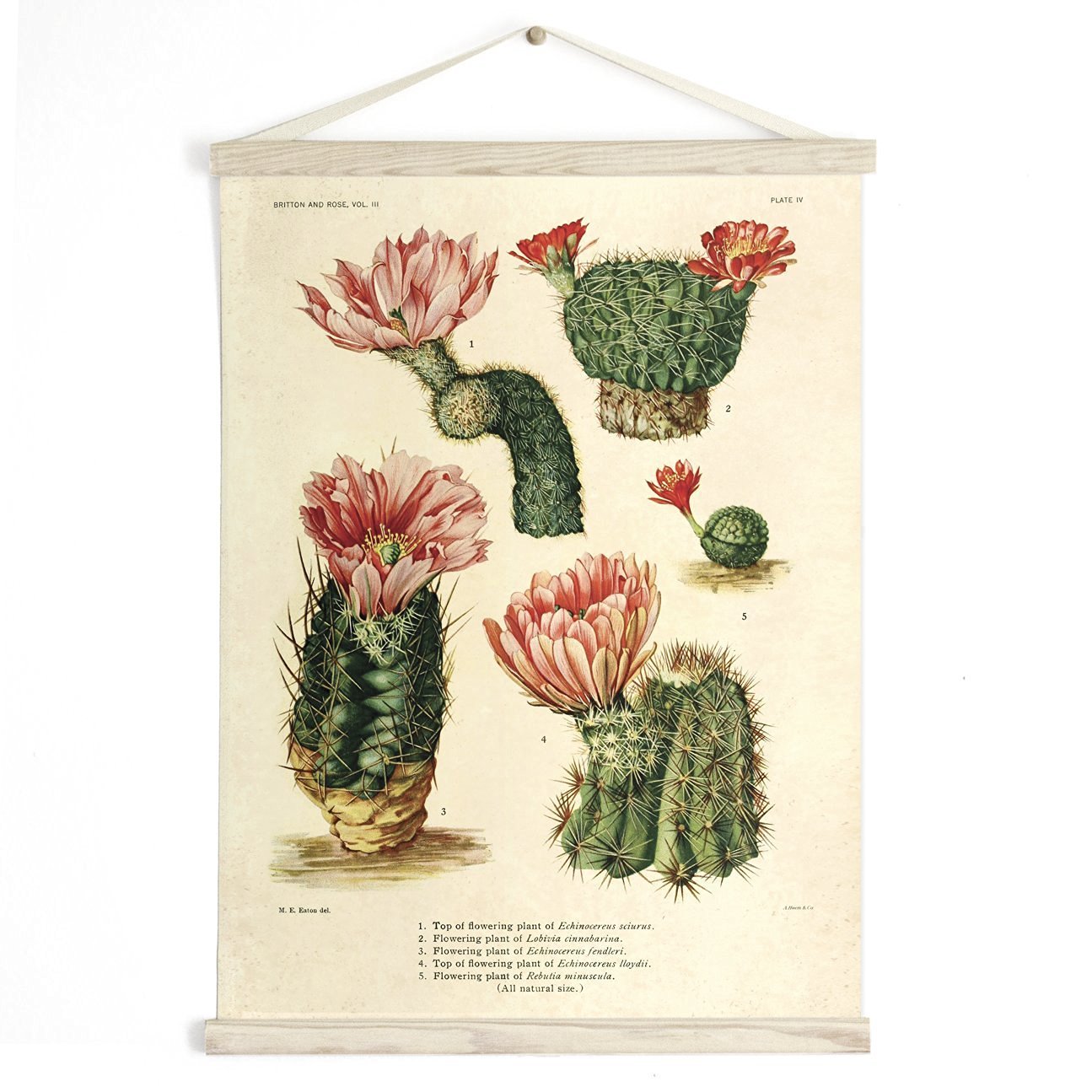 Botanical Illustration Vintage Thistle