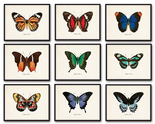 vintage butterfly illustrations