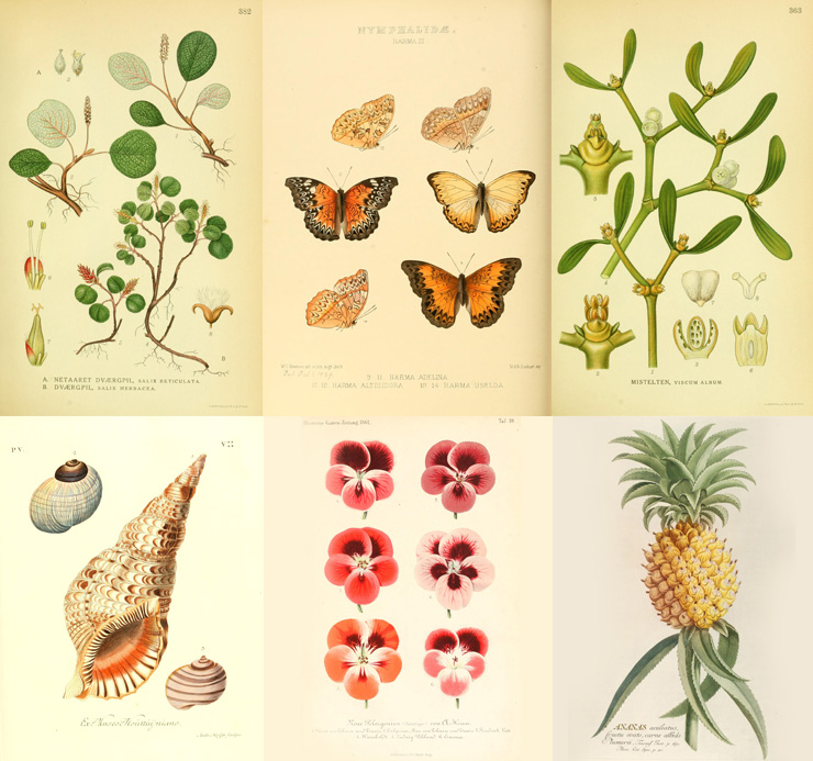 Vintage Botanical Illustrations